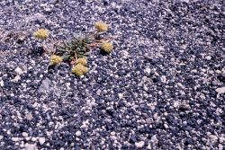 Pussypaws (Spraguea umbellata var. caudicifera) Image