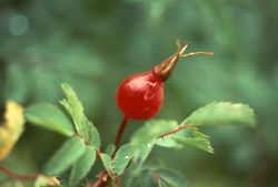 Rose Hip Image