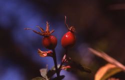 Rose Hips Image