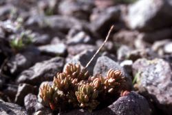 Lanceleaved stonecrop (Sedum lanceolatum) Image