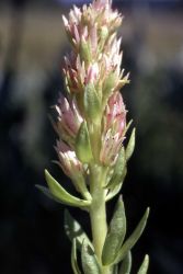 Rose crown (Sedum rhodanthum) Image