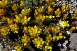 Lanceleaved stonecrop (Sedum lanceolatum) Image
