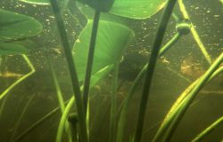 Underwater view of an Indian pond lily (Nuphar polysepalum) Image