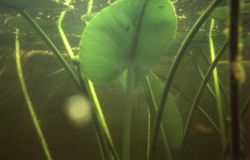 Underwater view of an Indian pond lily (Nuphar polysepalum) Image