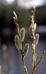 Willow catkins Image