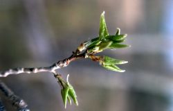 New Aspen leaves Image