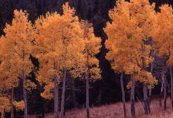 Quaking aspen (Populus tremuloides) in Elk Creek drainage Image