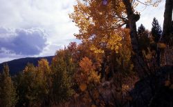 Quaking aspen (Populus tremuloides) in Mammoth Hot Springs area Image