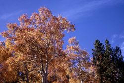 Quaking aspen (Populus tremuloides) Image