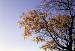 Quaking aspen (Populus tremuloides) on Bunsen Peak Image
