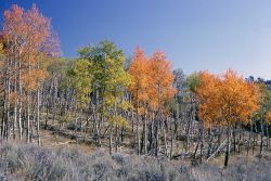Quaking aspen (Populus tremuloides) in the fall Image