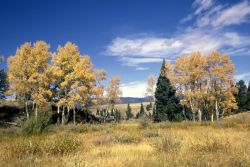 Quaking aspen (Populus tremuloides) in the fall Image