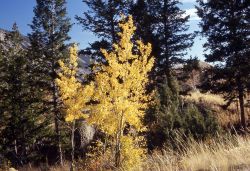 Quaking aspen (Populus tremuloides) in the fall Image