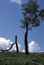 Quaking aspen (Populus tremuloides) & clouds Image