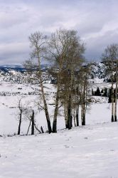 Quaking aspen (Populus tremuloides) near Lamar River in the winter Image