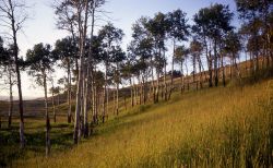 Quaking aspen (Populus tremuloides) grove Image
