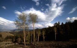 Quaking aspen (Populus tremuloides) on Blacktail Plateau Image