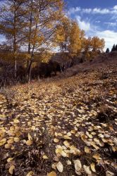 Quaking aspen (Populus tremuloides) Image