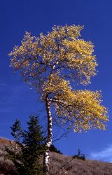 Quaking aspen (Populus tremuloides) Image