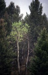 Quaking aspen (Populus tremuloides) in spring rain Image
