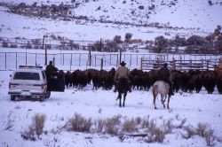 Rangers on horseback & in vehicles pushing bison into pen Image