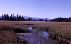 Bechler Meadow Image