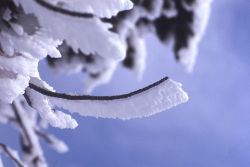 Rime on twigs in winter Image