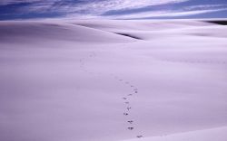 Rabbit tracks in the snow in Hayden Valley in winter Image