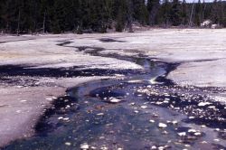 Realgar Creek - Back Basin - Norris Geyser Basin Image