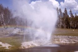 Riverside Geyser & rainbow - Upper Geyser Basin Image