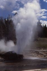 Riverside Geyser - Upper Geyser Basin Image