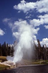 Riverside Geyser - Upper Geyser Basin Image