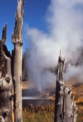 Riverside Geyser - Upper Geyser Basin Image