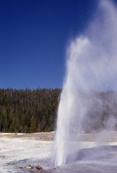 Plume Geyser - Upper Geyser Basin Image