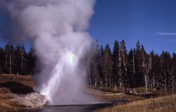 Riverside Geyser - Upper Geyser Basin Image