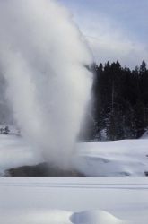 Riverside Geyser - Upper Geyser Basin Image