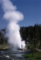 Riverside Geyser - Upper Geyser Basin Image