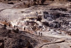 Minerva Springs & Terrace - Mammoth Hot Springs Image