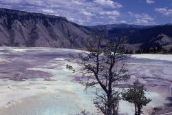 Main Terrace - Mammoth Hot Springs Image