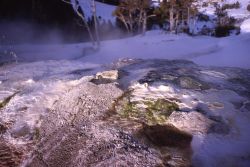 Narrow Gauge - Mammoth Hot Springs Image