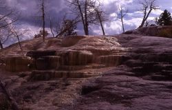 Mammoth Terraces - Mammoth Hot Springs Image