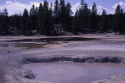 Yellow Mud Spring - Hot Springs, Norris Geyser Basin Image
