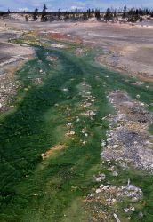 Run off from spring near Whirligig - Hot Springs, Norris Geyser Basin Image