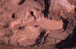 Rabbit Creek Mud Pots - Midway & Lower Geyser Basin Image