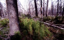 Regrowth in forest killed by thermal flows Image