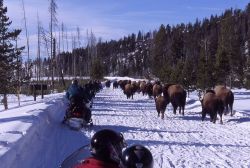 Snowmobiles passing bison in the winter on West entrance road on Presidents Day weekend Photo