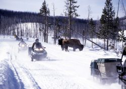 Snowmobiles passing bison near Roaring Mtn. Photo