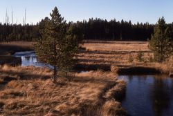 Gibbon River Image