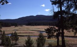 Gibbon River & Norris campground Image