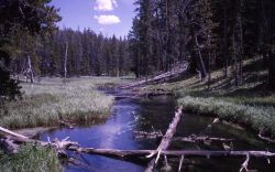 Gibbon River one mile below Wolf Lake Image